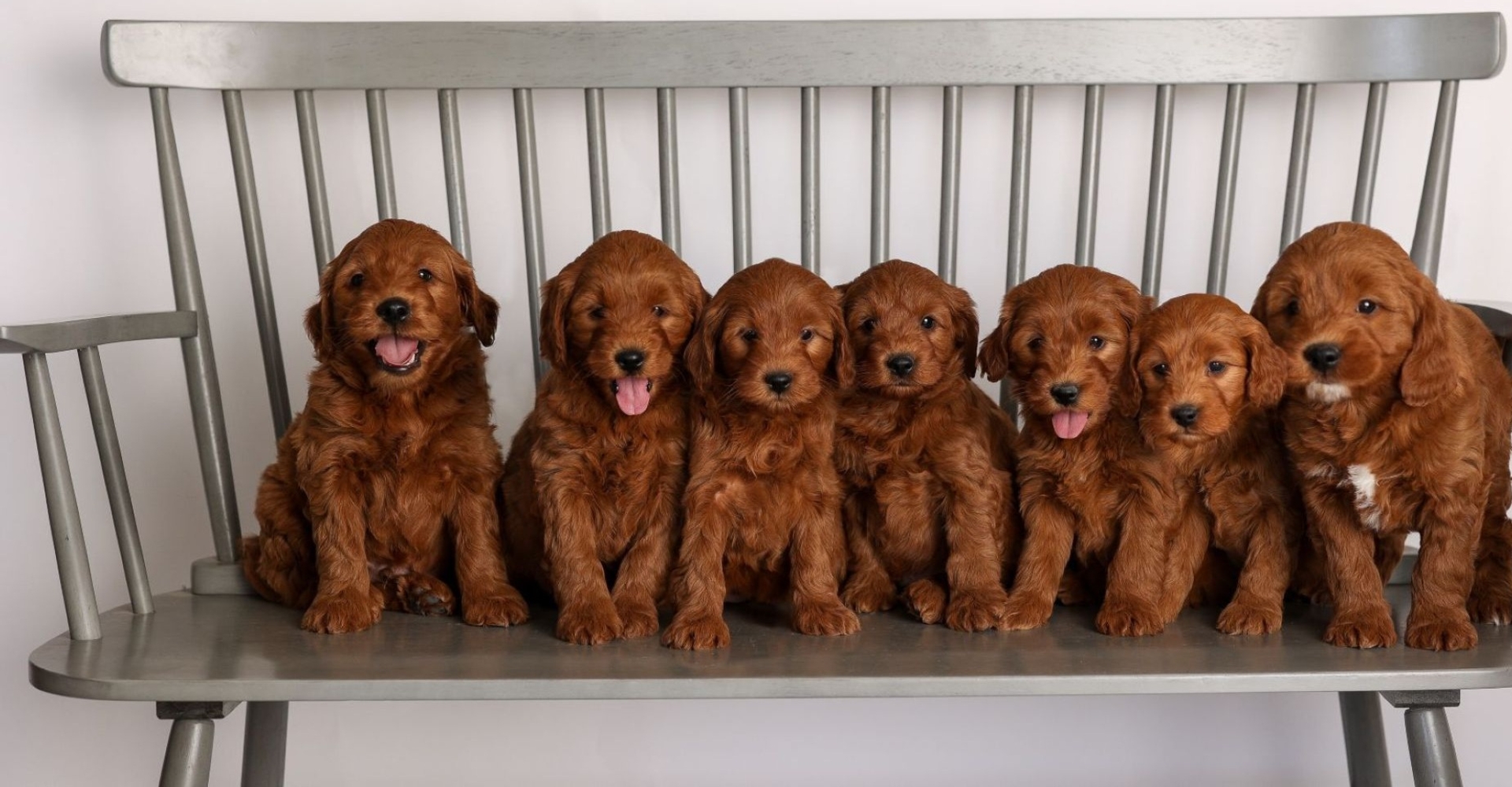 F1 Mini Goldendoodles Bench.jpg